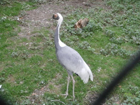 Смотреть фото Даурский журавль Фото Даурский журавль