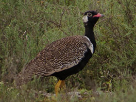 Фото Чёрная малая дрофа