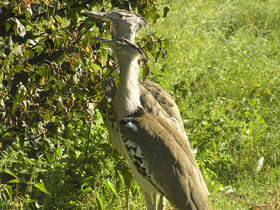 Фото Дрофа Кори