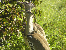Фото Дрофа Кори