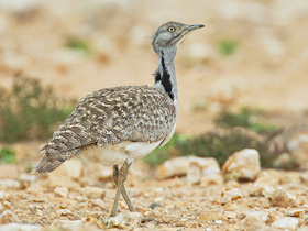 Фото Вихляй