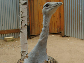 Смотреть фото Дрофа Фото Дрофа