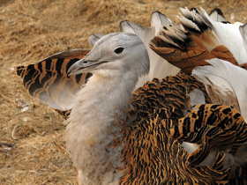 Смотреть фото Дрофа Фото Дрофа