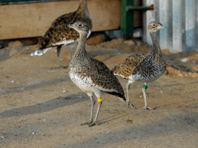 Смотреть фото Стрепет Фото Стрепет