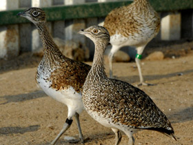 Смотреть фото Стрепет Фото Стрепет