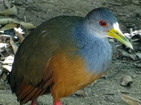 Фото Серошейный лесной пастушок