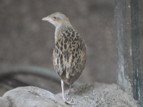 Смотреть фото Коростель Фото Коростель