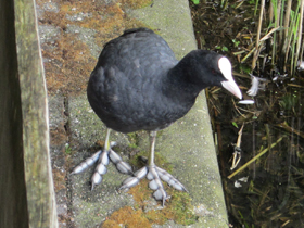 Смотреть фото Лысуха Фото Лысуха