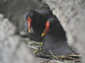 Смотреть фото Камышница Фото Камышница