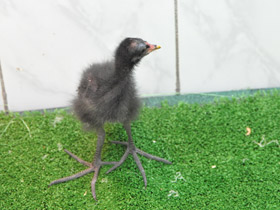 Смотреть фото Камышница Фото Камышница