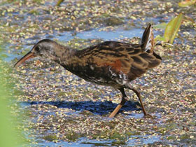 Смотреть фото Центральноамериканский пастушок Фото Центральноамериканский пастушок