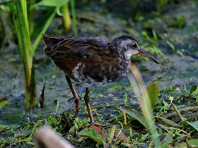 Смотреть фото Центральноамериканский пастушок Фото Центральноамериканский пастушок