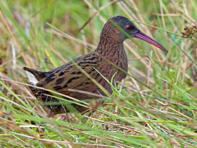 Фото Мадагаскарский пастушок