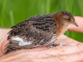Фото Зеркальный пушистый погоныш