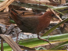 Фото Лемурийский погоныш