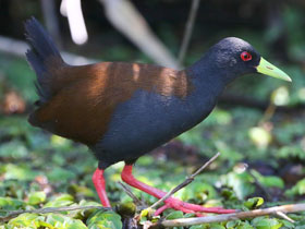 Фото Оливьеров малый пастушок