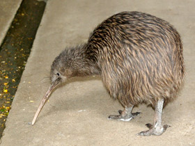 Фото Северный киви