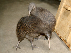 Фото Северный киви