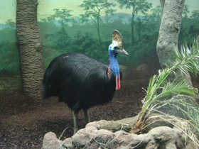 Смотреть фото Шлемоносный казуар Фото Шлемоносный казуар