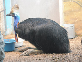 Фото Нелетающие птицы