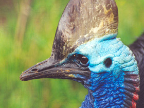 Смотреть фото Шлемоносный казуар Фото Шлемоносный казуар