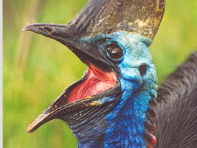 Шлемоносный казуар Шлемоносный казуар