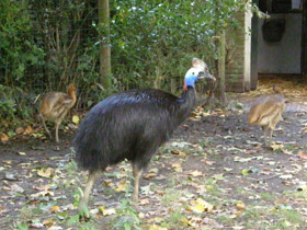 Смотреть фото Шлемоносный казуар Фото Шлемоносный казуар