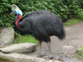 Смотреть фото Оранжевошейный казуар Фото Оранжевошейный казуар