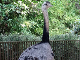 Смотреть фото Массовые нашествия животных Фото Массовые нашествия животных