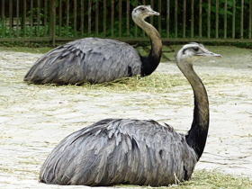 Фото Нелетающие птицы