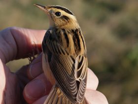 Смотреть фото Вертлявая камышовка Фото Вертлявая камышовка