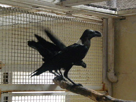 Фото Белощёкий ворон