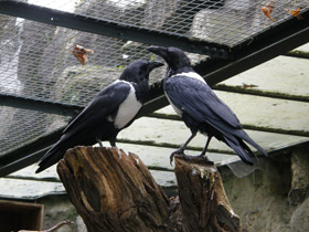 Фото Пегий ворон