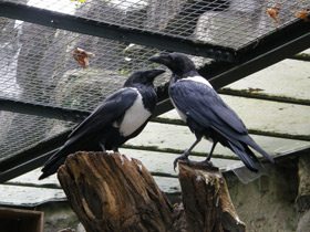 Фото Пегий ворон