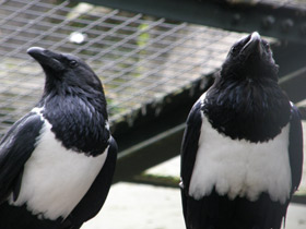 Фото Пегий ворон