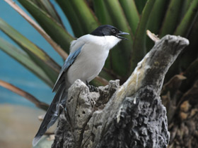 Смотреть фото Голубая сорока Фото Голубая сорока