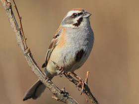 Фото Овсянка Янковского