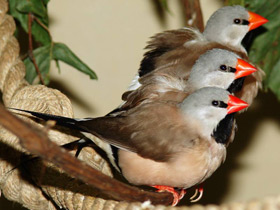 Острохвостая травяная амадина Острохвостая травяная амадина