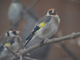 Смотреть фото В поисках шишек. Как птицы и белки делают запасы на зиму Фото В поисках шишек. Как птицы и белки делают запасы на зиму