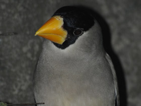 Смотреть фото Большой черноголовый дубонос Фото Большой черноголовый дубонос