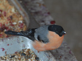 Смотреть фото Снегирь Фото Снегирь