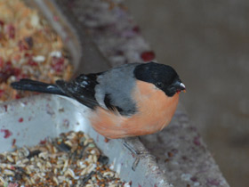 Смотреть фото Снегирь Фото Снегирь