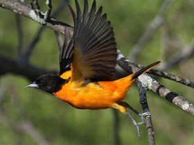 Балтиморская иволга Балтиморская иволга