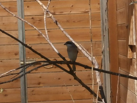 Смотреть фото Чернолобый сорокопут Фото Чернолобый сорокопут