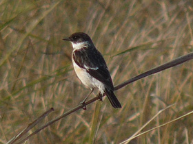 Фото Большой чекан