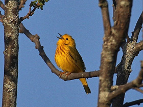 Жёлтая древесница Жёлтая древесница