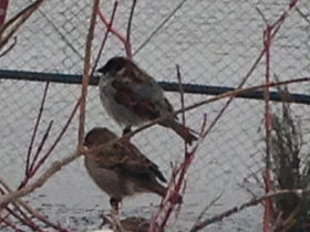 Смотреть фото Домашний воробей Фото Домашний воробей