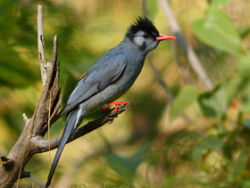 Смотреть фото Чёрный бюльбюль Фото Чёрный бюльбюль