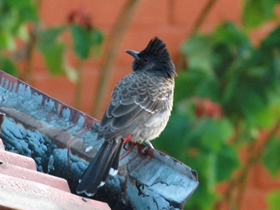 Смотреть фото Розовобрюхий бюльбюль Фото Розовобрюхий бюльбюль