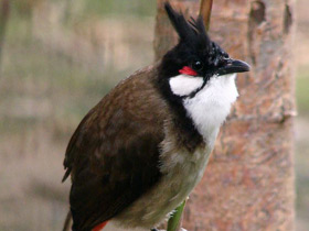 Смотреть фото Краснощёкий бюльбюль Фото Краснощёкий бюльбюль